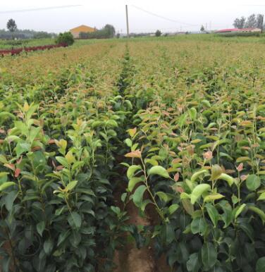 园艺场出售梨树苗 多规格多品种可选 亨通苗木玉露香梨苗图3