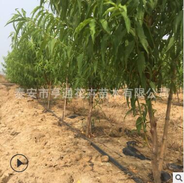 园艺场出售桃树苗 多种规格嫁接桃树苗 山东优质桃树苗图2