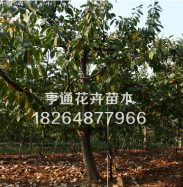 美早樱桃树基地直销泰安樱桃树图2