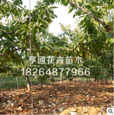 美早樱桃树基地直销泰安樱桃树图3