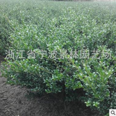 园林绿化工程苗木 龟甲冬青球 大量龟甲冬青色块苗图2