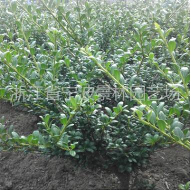 园林绿化工程苗木 龟甲冬青球 大量龟甲冬青色块苗图3