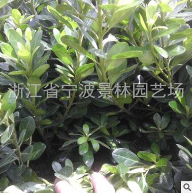 直销原产地苗木 紫鹃 夏鹃 带土球 园林绿化苗木 基地供应图2