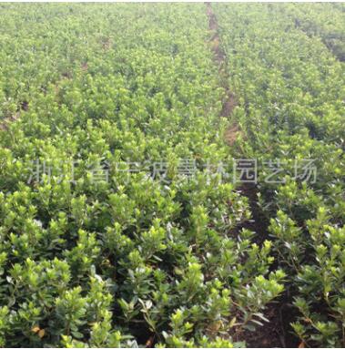 直销原产地苗木 紫鹃 夏鹃 带土球 园林绿化苗木 基地供应图3