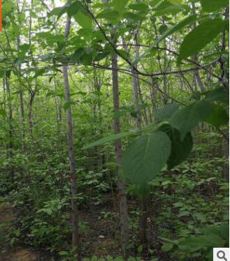 杜仲树苗 1-8公分绿化行道树小苗公园图2