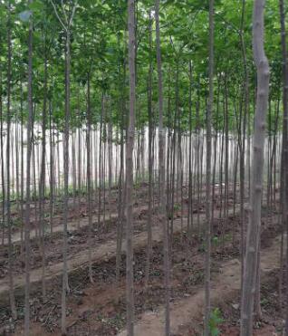 杜仲树苗 1-8公分绿化行道树小苗公园图3