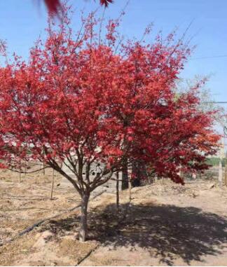 美国红枫 绿化行道树小区 红点 秋火焰 自家苗圃图3