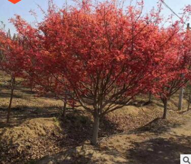 美国红枫 绿化行道树小区 红点 秋火焰 自家苗圃图2