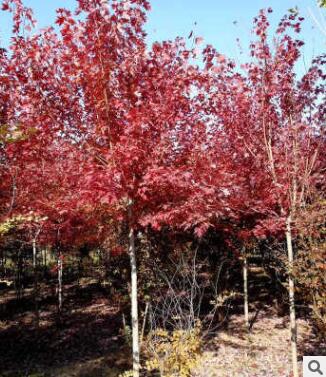 美国红枫 绿化行道树小区 红点 秋火焰 自家苗圃