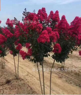 紫薇 红火箭百日红丛生乔化 复叶紫薇绿化工程用树苗图3