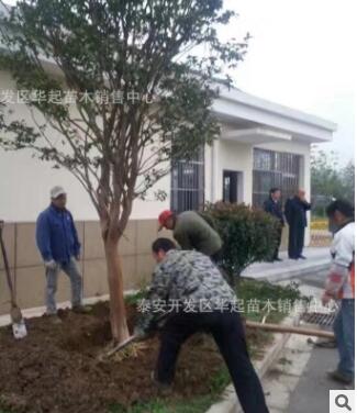 紫薇 红火箭百日红丛生乔化 复叶紫薇绿化工程用树苗图2