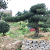 编号8基地批发小型罗汉松 30年常绿乔木园林特殊造型罗汉松批发