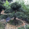 编号2日本进口罗汉松树 常绿乔木园林工程绿化景观中型罗汉松批发