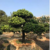 编号14台湾罗汉松 进口常绿乔木 小型罗汉松园林景观风景树批发
