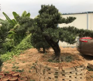 基地直销日本罗汉松 特殊造型精品园林盆栽常绿性风水树编号100
