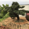 基地直销日本罗汉松 特殊造型精品园林盆栽常绿性风水树编号100