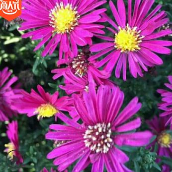 东北地区大量 销售耐寒宿根花卉 荷兰菊 品种优良 花色艳丽