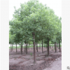 香樟树骨架香樟香樟小苗全冠香樟