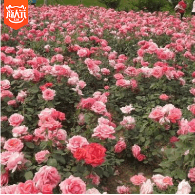 基地直销 丰花月季盆栽 大花月季 绿化工程用苗 规格齐全