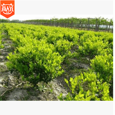 金森女贞球 灌木花卉 园林绿化 常绿乔木 绿化工程