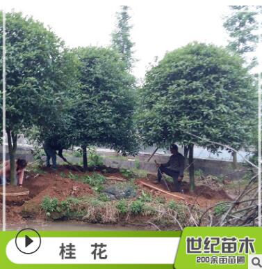 批发桂花树苗 常绿乔木桂花树 丹桂 桂花苗批发图3