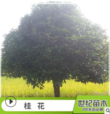 批发桂花树苗 常绿乔木桂花树 丹桂 桂花苗批发图2