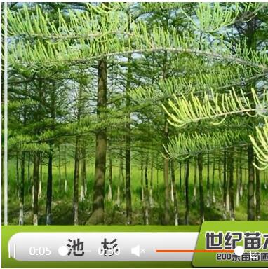 池杉水杉苗批发 工程绿化苗木 池杉树苗 直销行道树 池杉图3