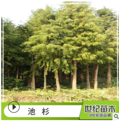 池杉水杉苗批发 工程绿化苗木 池杉树苗 直销行道树 池杉图2