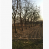 大量出售：山东大枣树20--28公分 树型优美无病虫害