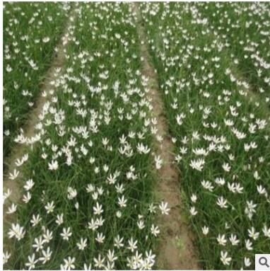 葱兰/葱兰花图3