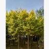 苗圃出售：金叶榆8--15公分 无病虫害成活率高