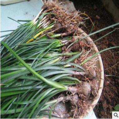 葱兰/葱兰花图2