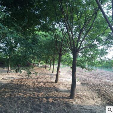 山东白蜡基地 濮阳老式白蜡价格 10-11公分白蜡价格图3