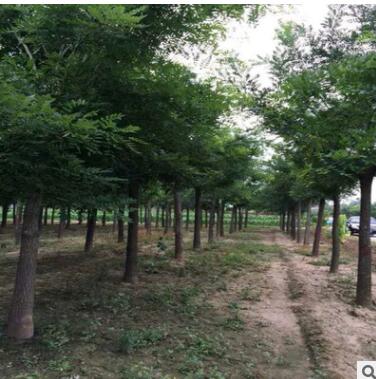 山东白蜡基地 濮阳老式白蜡价格 10-11公分白蜡价格图2