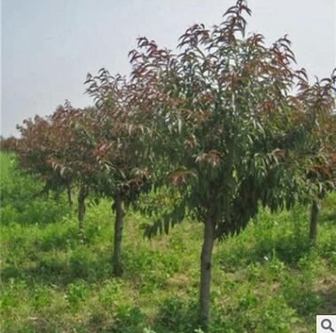 红叶碧桃树苗 绿化苗木 工程绿化 红叶碧桃 花卉图2