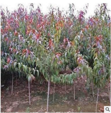 红叶碧桃树苗 绿化苗木 工程绿化 红叶碧桃 花卉图3