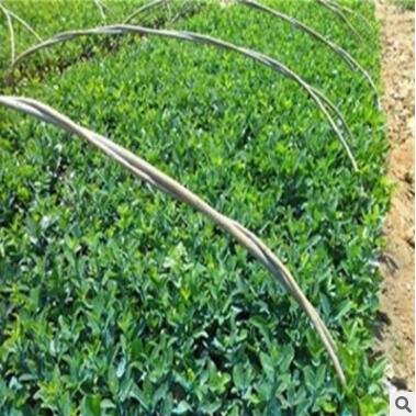 大叶黄杨树苗 绿化苗木 大叶黄杨小苗 园林绿化工程苗图3