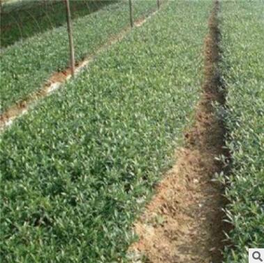 大叶黄杨树苗 绿化苗木 大叶黄杨小苗 园林绿化工程苗图2