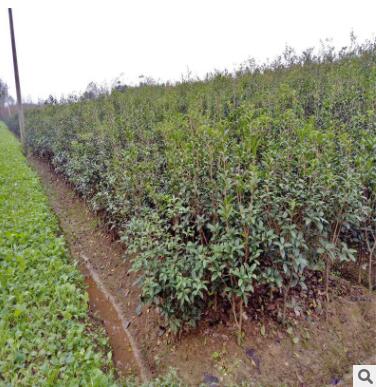 批发绿化苗木 金桂苗 嫁接苗 等各种苗 金桂苗图3