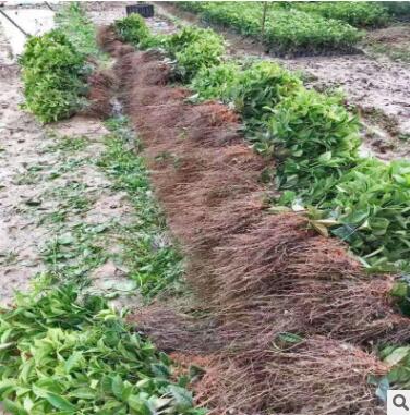 批发绿化苗木 金桂苗 嫁接苗 等各种苗 金桂苗图2