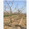 专供：景观园林用苗 山楂树苗8-20公分苗圃树 山楂果树量大从优