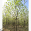 大量批发供应白蜡树 原生白蜡树 速生白蜡苗 山东大白蜡 规格齐全