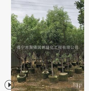 揭阳桃树产地，中山桃树基地图2