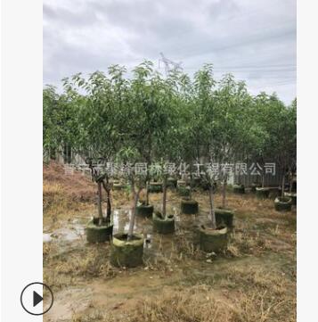 揭阳桃树产地，中山桃树基地图3