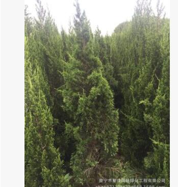 广东龙柏2米高袋苗。揭阳基地直销图2