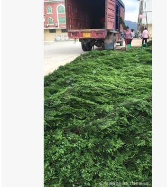 广东龙柏2米高袋苗。揭阳基地直销图3