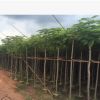 凤凰木园林5公分凤凰木多种规格绿化工程苗木批发名贵风景树种类