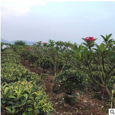 健康苗木 厂家直销 大量批发 红叶石楠 黄金榕球 黄金叶球图3