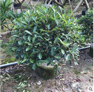 健康苗木 厂家直销 大量批发 红叶石楠 黄金榕球 黄金叶球图2