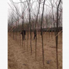 出售：造林 占地用苗速生国槐树 国槐树3-5公分优质树种欢迎订购